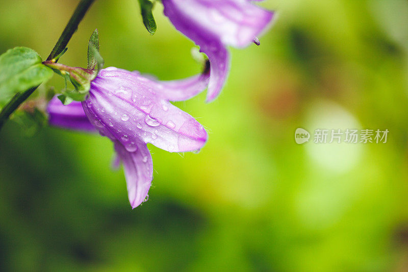 雨后的蓝花