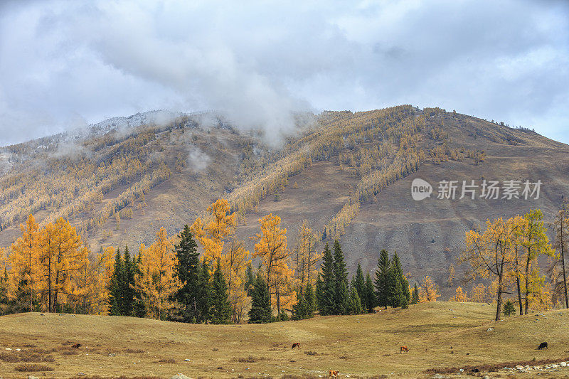 秋季景观喀纳斯湖地区，新疆，中国