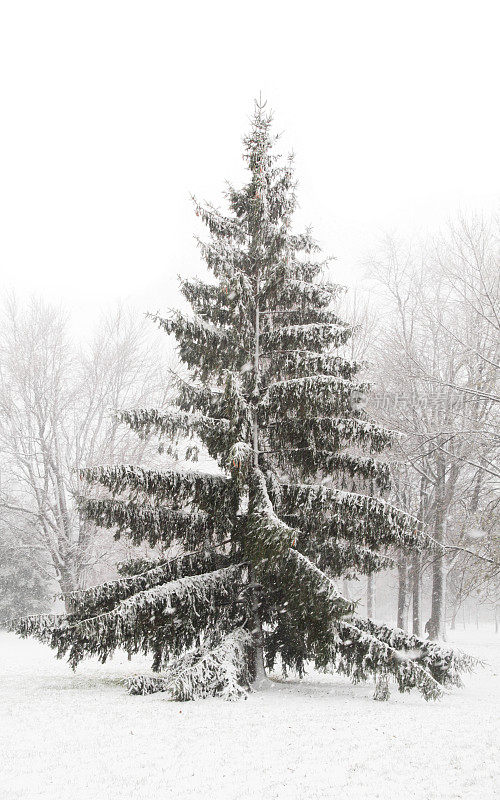 雪常绿