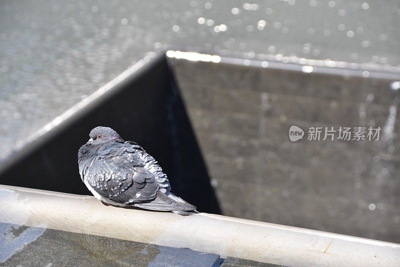 鸽子归零地