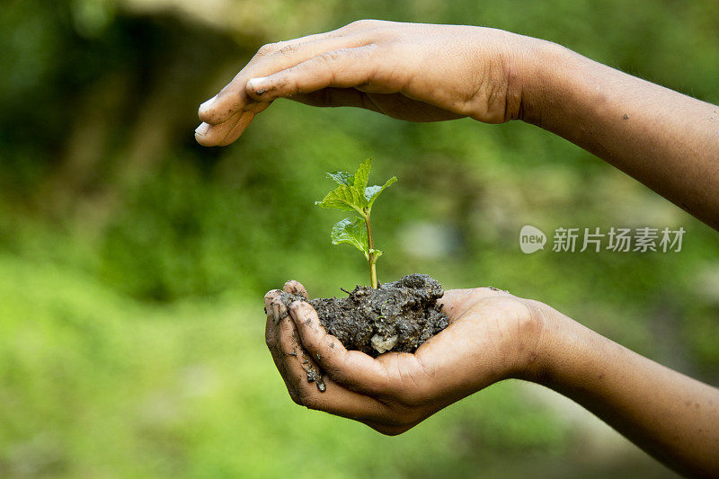 女孩手里拿着小植物