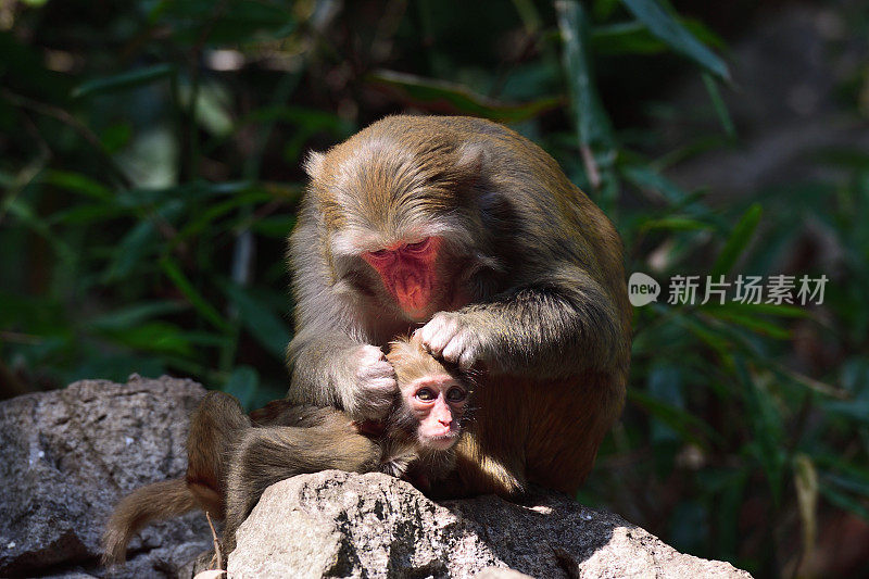 野生母猴和它的宝宝01太阳