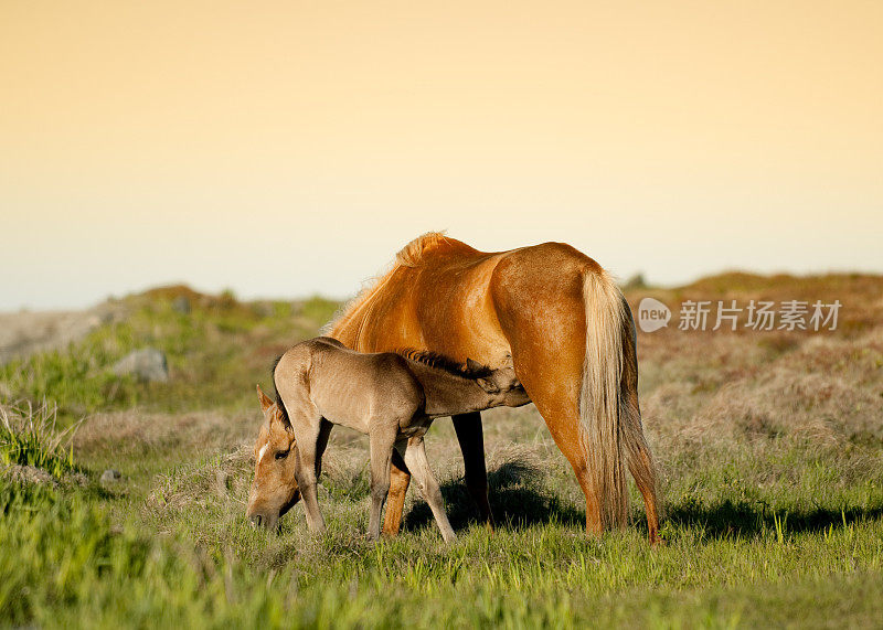 驹护理