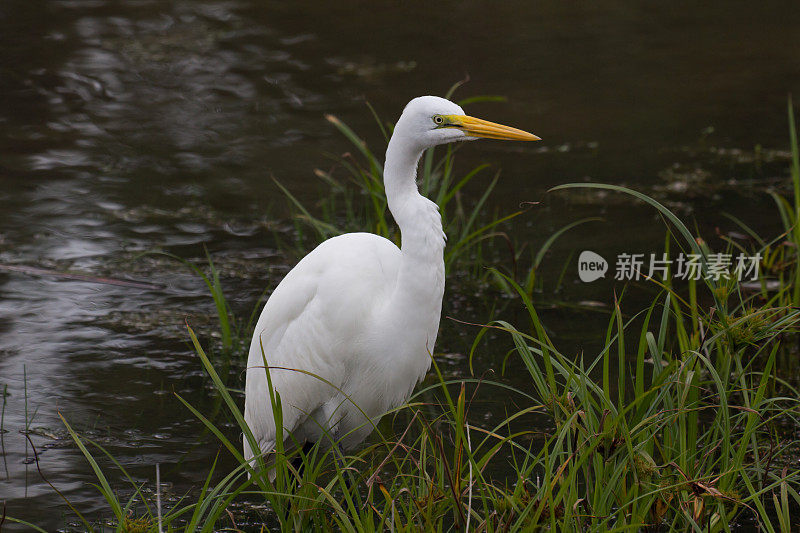 大白鹭站在池塘里