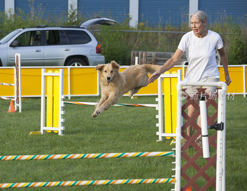 狗在敏捷性比赛中跳过障碍，指导手给方向。