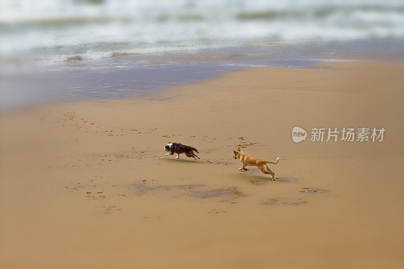 两只狗在海浪附近的沙滩上互相追逐