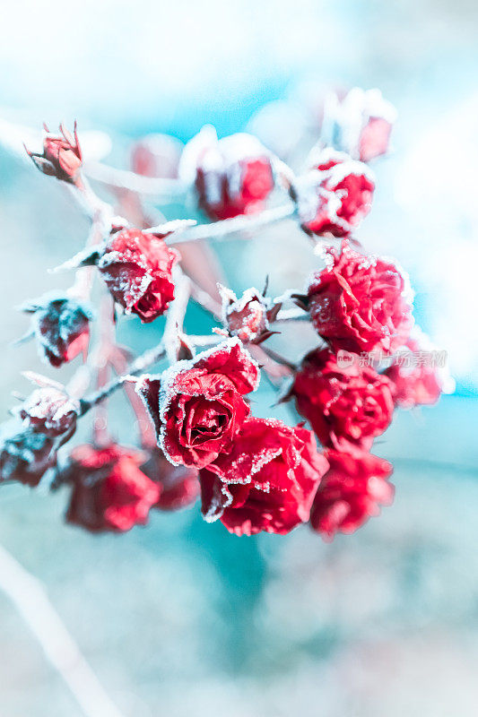 蓝色背景上的冰冻红玫瑰