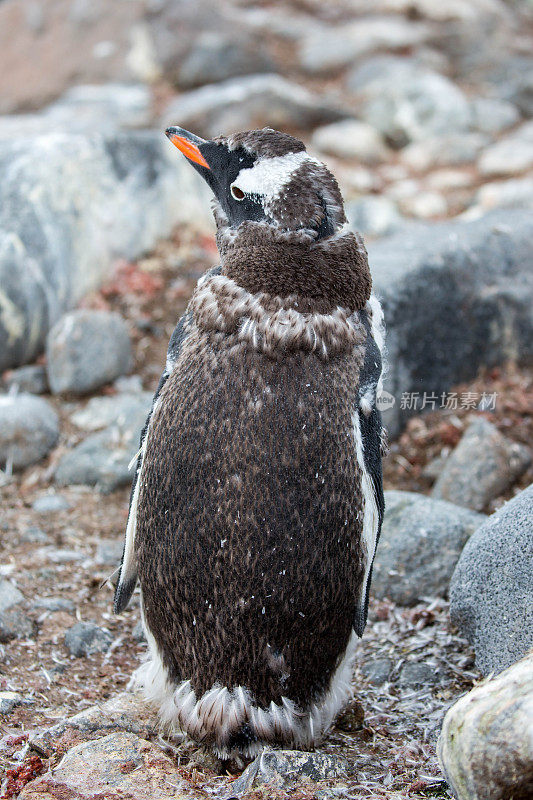 南极洲:洛克罗伊港的巴布亚企鹅