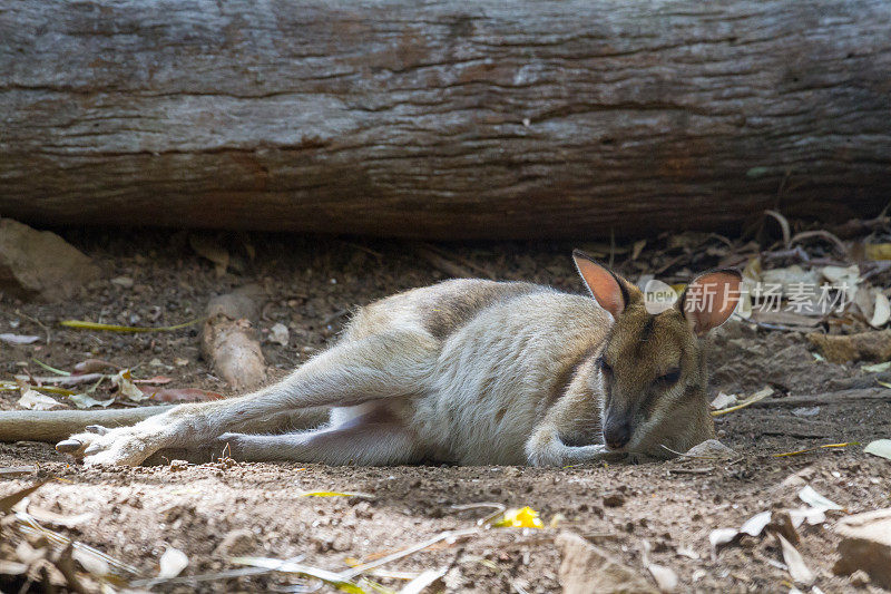 在炎热的一天，敏捷的小袋鼠躺在尘土中