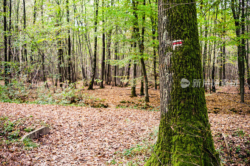 红色和白色的方向标志画在覆盖着苔藓的橡树树干上，这是在秋天的法国森林里的一个长途徒步旅行路线