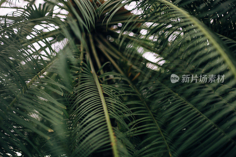 植物园里的蕨类植物世界