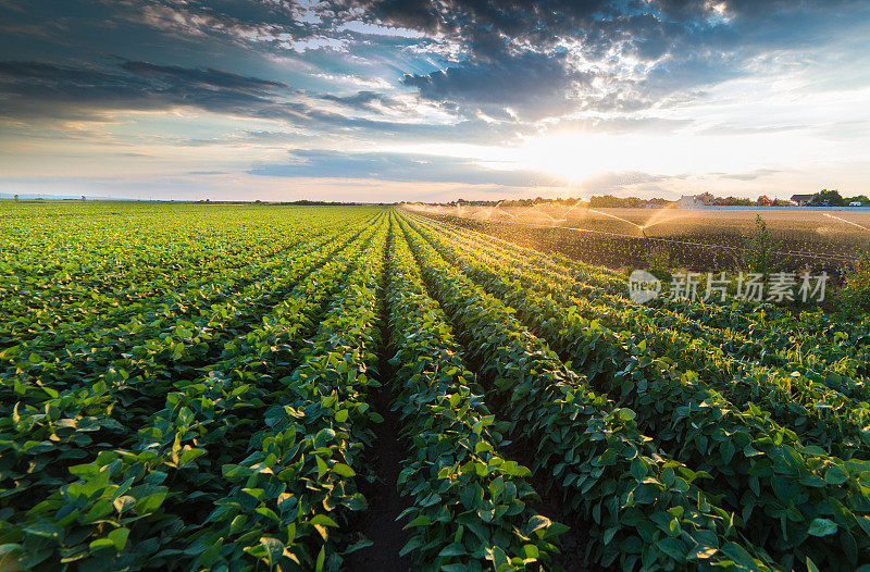 灌溉系统在田间灌溉大豆作物