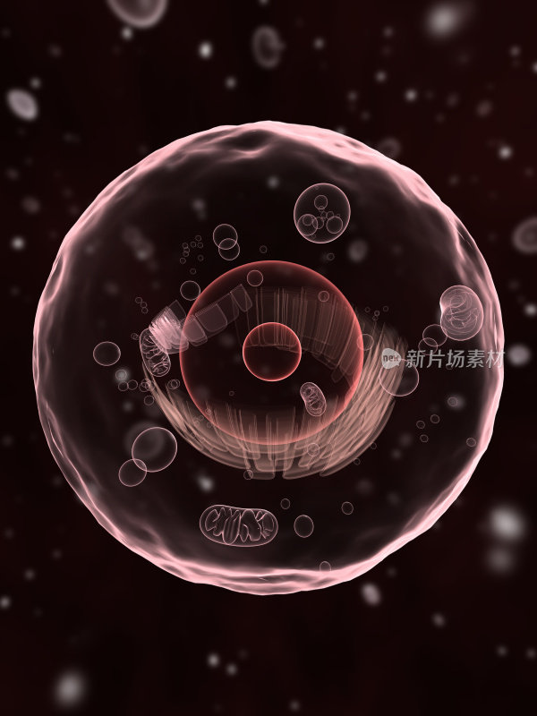 人体血液细胞的显微图像
