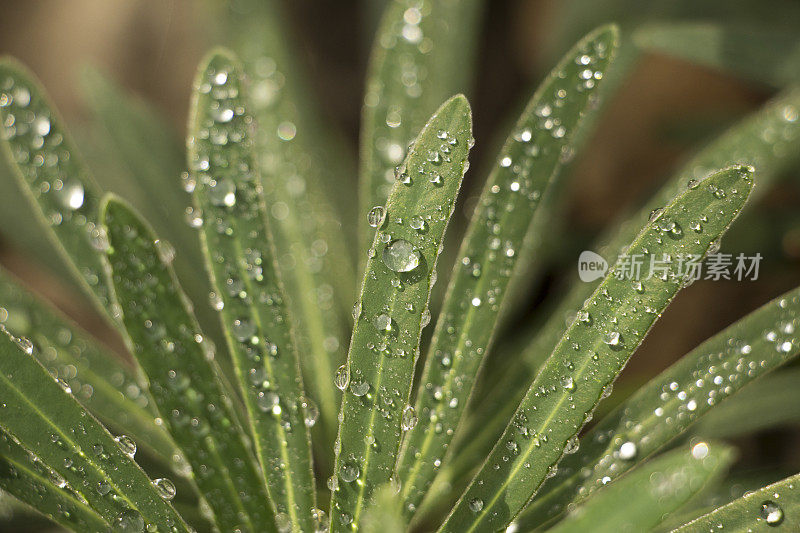 植物上的宏观雨滴