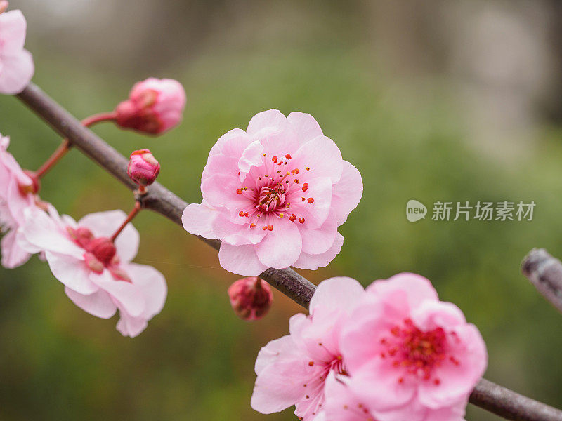 春花系列:公园里美丽的红梅，前景和背景模糊。