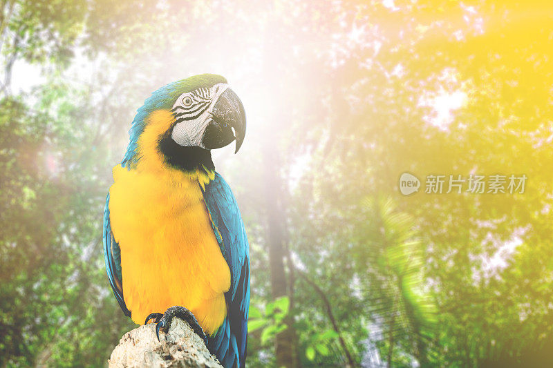蓝色和黄色金刚鹦鹉的自然