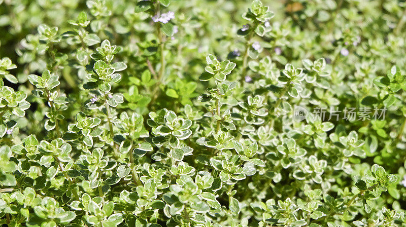 百里香的特写-香草花园