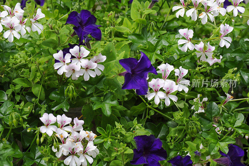 白天竺葵和紫罗兰矮牵牛花