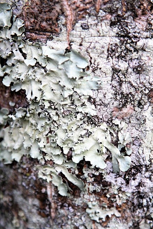 树皮上地衣真菌生长的特写