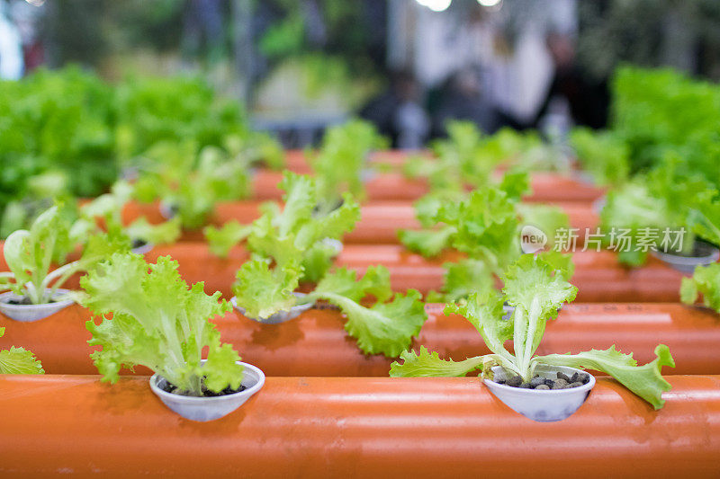 沙拉在创新的水培栽培节水，原型城市花园