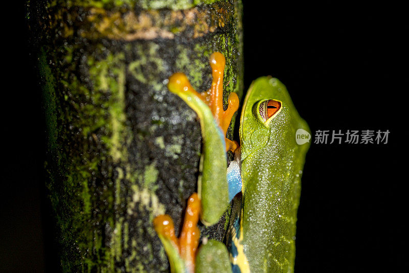 红眼树蛙夜间在树上的特写