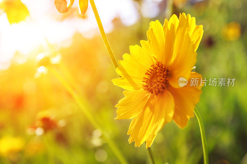 太阳黄玉菊