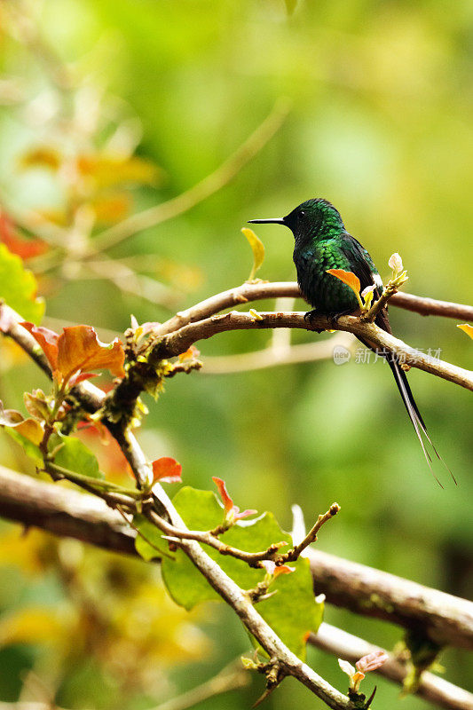 雄性绿刺尾蜂鸟，阿雷纳尔火山地区，哥斯达黎加