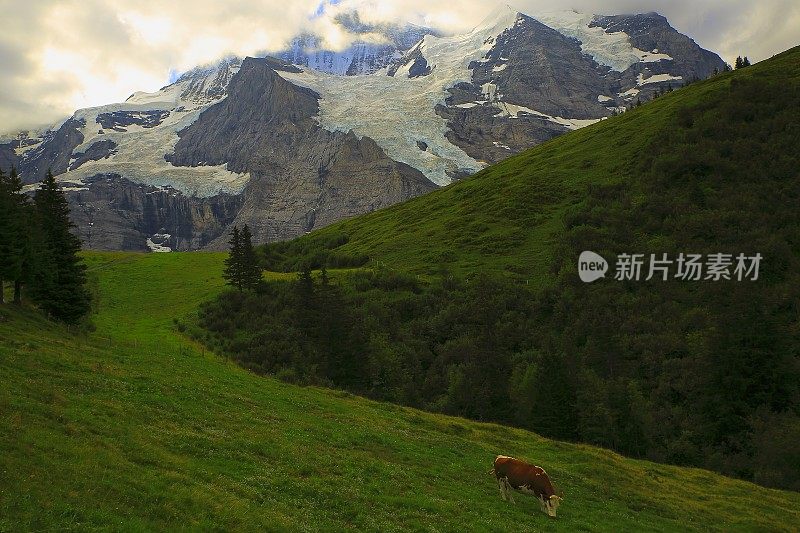 孤独的奶牛放牧和童话般的风景在戏剧性的日出:田园诗般的山谷和草地，戏剧性的瑞士雪山，田园诗般的乡村，伯恩斯高地，瑞士阿尔卑斯山，瑞士