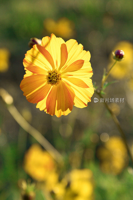 黄色野花背光在自然的绿色背景。不文明的草地