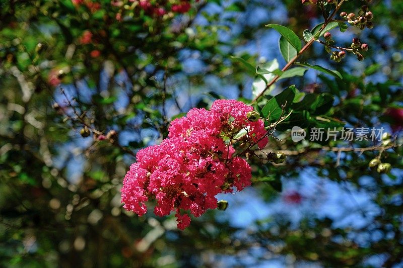 花力量