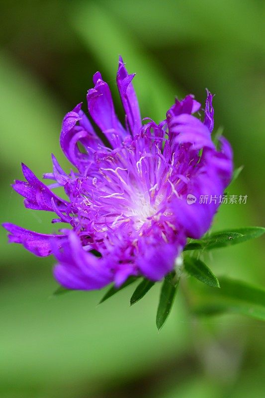 粉红色开花植物特写镜头