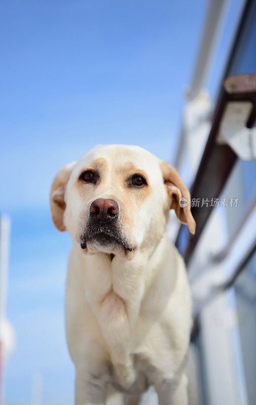 一条船上的拉布拉多寻回犬