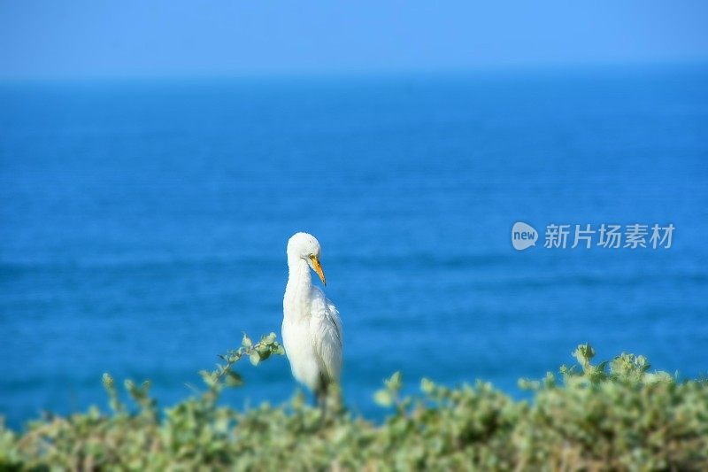 一只鸟站在悬崖边上