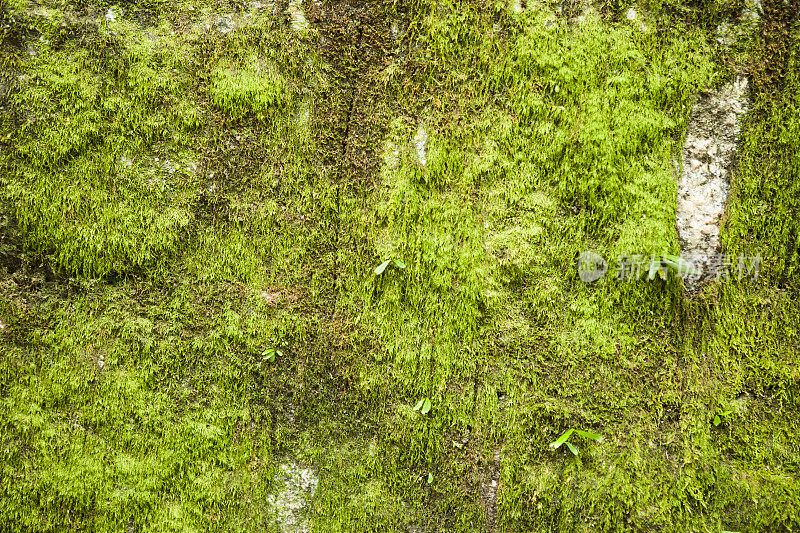 苔藓石背景纹理