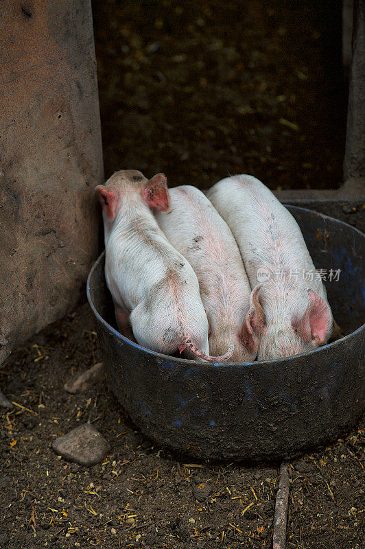 三只小猪在吃东西