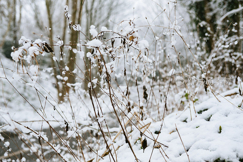 冬天的树被雪覆盖。