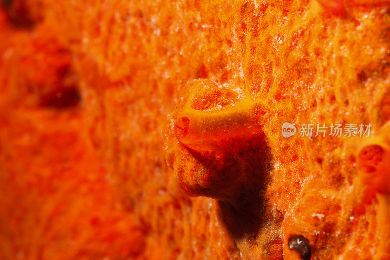 海洋生物水下橙色海绵水肺潜水员视角地中海