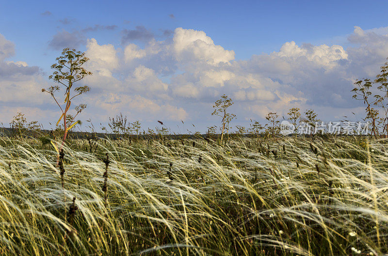 春天。阿尔塔穆吉亚国家公园:典型的草原宽度。意大利,阿普利亚。云雾笼罩的丘陵草原。