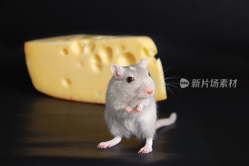 沙鼠和奶酪
