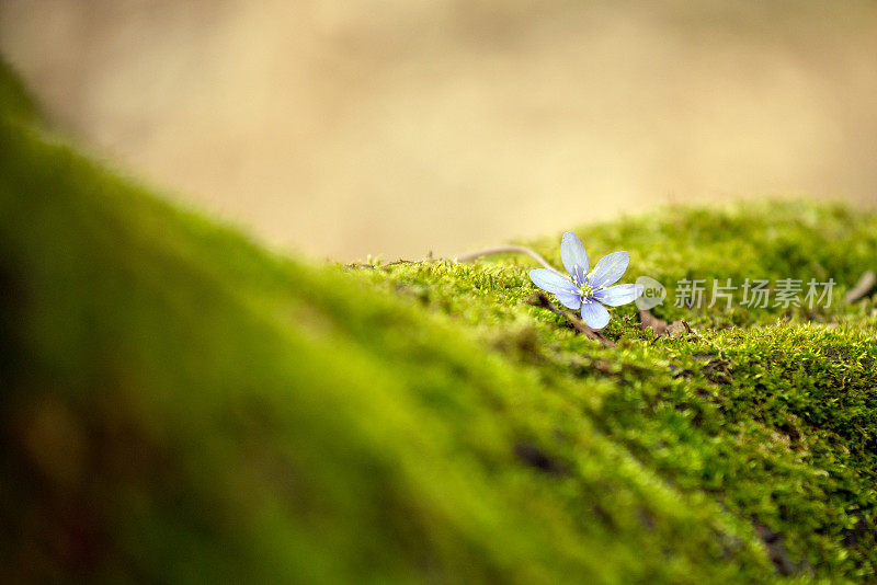 自然湖滨风景:花在苔藓上