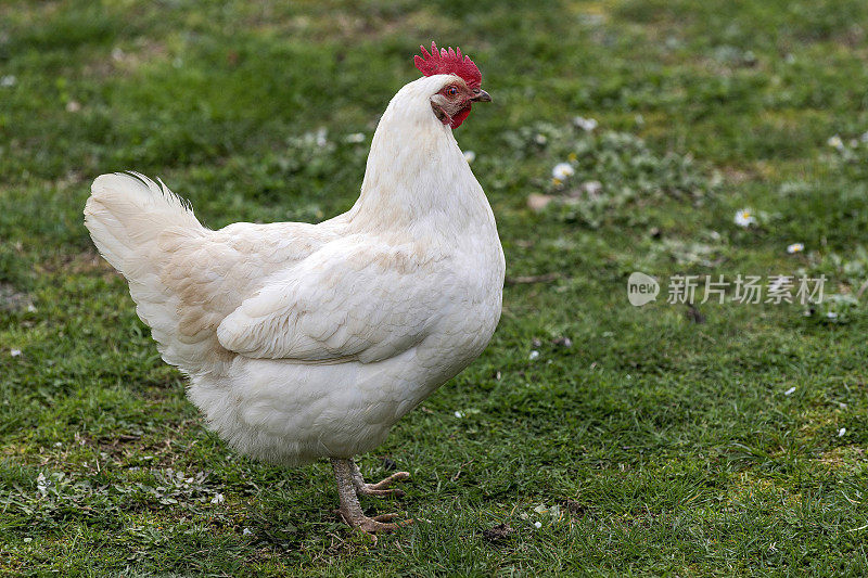 在有机农场放养觅食的鸡