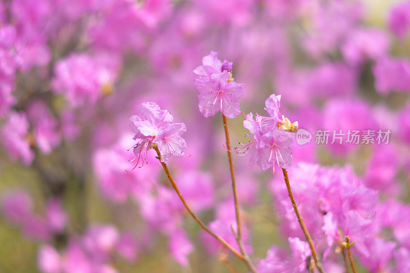 杜鹃花在韩国