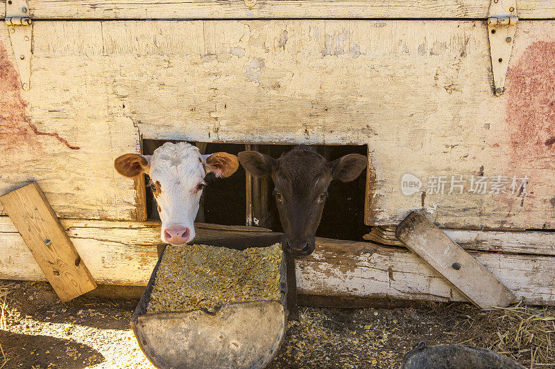 美国犹他州盐湖城附近奶牛场的小牛肉牛