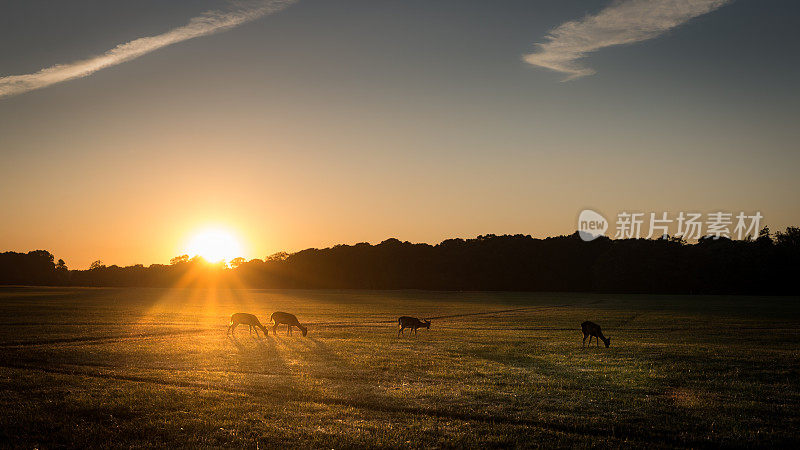 在爱尔兰都柏林凤凰公园，一群年轻的鹿在夕阳下吃草