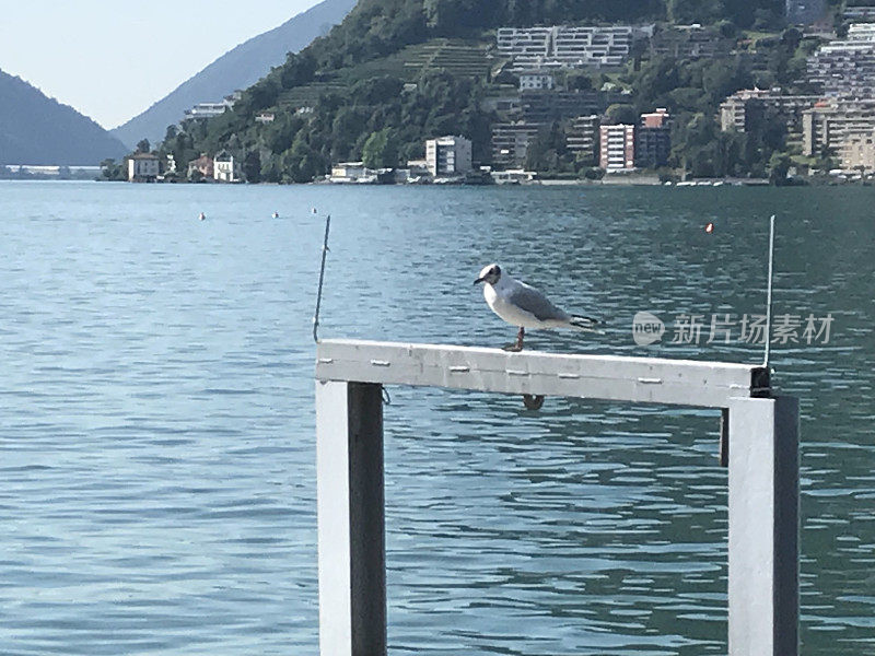 卢加诺湖上的海鸥