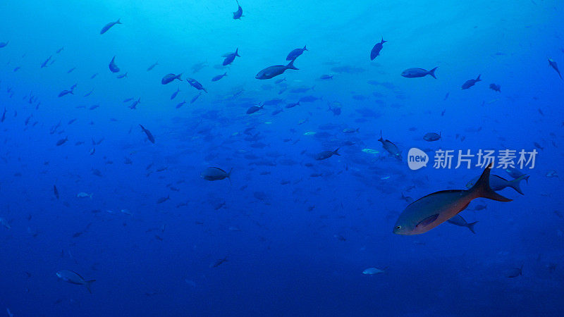 杰克鱼和太平洋克里奥尔鱼在深海礁