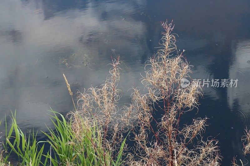 河岸上杂草和芦苇倒映在水中