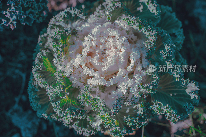 装饰白菜，装饰白菜，花椰菜，甘蓝