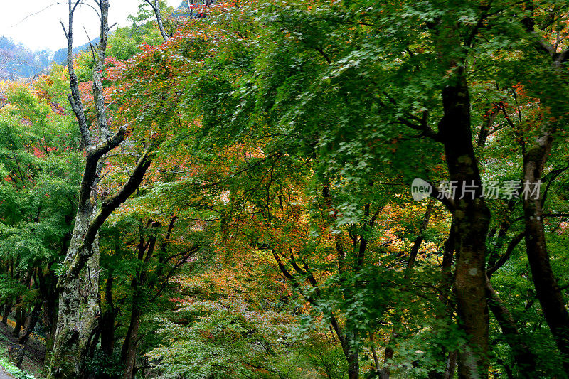 东京八王子市高雄山的秋叶