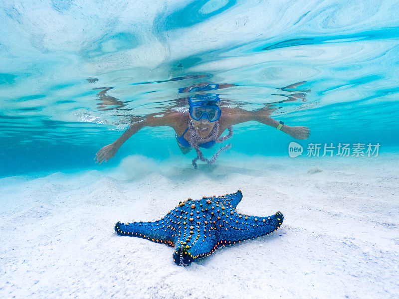 成年妇女浮潜在热带浅海和发现一个大的蓝色海星